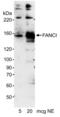 Fanconi anemia group I protein antibody, NB300-243, Novus Biologicals, Western Blot image 