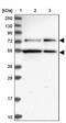 KAT8 Regulatory NSL Complex Subunit 2 antibody, PA5-58415, Invitrogen Antibodies, Western Blot image 