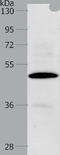 Hsp90 co-chaperone Cdc37 antibody, TA322445, Origene, Western Blot image 