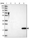 REG antibody, PA5-61031, Invitrogen Antibodies, Western Blot image 
