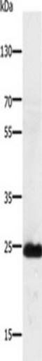 Ras-related protein Ral-B antibody, TA322938, Origene, Western Blot image 