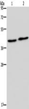 NPR2 Like, GATOR1 Complex Subunit antibody, TA351460, Origene, Western Blot image 