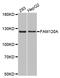 Family With Sequence Similarity 120A antibody, STJ23617, St John