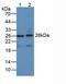 Apolipoprotein A1 antibody, LS-C299380, Lifespan Biosciences, Western Blot image 