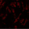 Mel antibody, LS-B9782, Lifespan Biosciences, Immunofluorescence image 