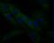 Spermatogenesis Associated 5 Like 1 antibody, NBP2-80413, Novus Biologicals, Immunocytochemistry image 