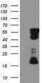 Receptor Interacting Serine/Threonine Kinase 3 antibody, TA803101S, Origene, Western Blot image 