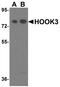 Hook Microtubule Tethering Protein 3 antibody, PA5-72889, Invitrogen Antibodies, Western Blot image 