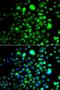 Peroxisomal Biogenesis Factor 14 antibody, orb373616, Biorbyt, Immunofluorescence image 