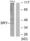 Sex Determining Region Y antibody, abx013581, Abbexa, Western Blot image 