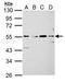 CDw328 antibody, NBP2-20360, Novus Biologicals, Western Blot image 