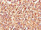 Leucine Rich Single-Pass Membrane Protein 1 antibody, orb34632, Biorbyt, Immunohistochemistry paraffin image 