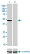 NADH:Ubiquinone Oxidoreductase Core Subunit V1 antibody, LS-C197761, Lifespan Biosciences, Western Blot image 