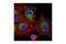 BCL2 Like 11 antibody, 2819S, Cell Signaling Technology, Immunocytochemistry image 