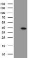 Myeloid leukemia factor 1 antibody, TA504808S, Origene, Western Blot image 