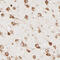Ribosomal Protein S20 antibody, HPA003570, Atlas Antibodies, Immunohistochemistry frozen image 