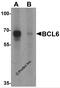 B-cell CLL/lymphoma 6 antibody, 6985, ProSci Inc, Western Blot image 