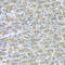 Syntaxin-binding protein 2 antibody, A04909, Boster Biological Technology, Immunohistochemistry frozen image 