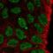 Kruppel Like Factor 8 antibody, HPA071740, Atlas Antibodies, Immunocytochemistry image 