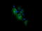 Phosphatidylinositol-4,5-bisphosphate 3-kinase catalytic subunit gamma isoform antibody, LS-C787492, Lifespan Biosciences, Immunofluorescence image 