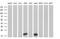 Nucleoside diphosphate kinase, mitochondrial antibody, MA5-25088, Invitrogen Antibodies, Western Blot image 