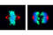 Aurora Kinase A antibody, 3079P, Cell Signaling Technology, Immunofluorescence image 