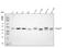 BCL2 Associated Athanogene 5 antibody, A07402, Boster Biological Technology, Western Blot image 