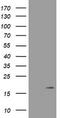 Growth arrest and DNA damage-inducible protein GADD45 gamma antibody, TA505477BM, Origene, Western Blot image 