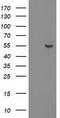 PNMA Family Member 3 antibody, TA502336, Origene, Western Blot image 