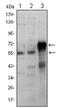 ETS Proto-Oncogene 1, Transcription Factor antibody, AM06415SU-N, Origene, Western Blot image 