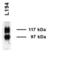 Urea transporter 2 antibody, SPC-406D-P594, StressMarq, Western Blot image 