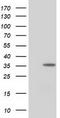 Nudix Hydrolase 6 antibody, TA502333, Origene, Western Blot image 