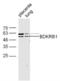 Bradykinin Receptor B1 antibody, orb155814, Biorbyt, Western Blot image 