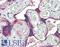 Desmocollin 3 antibody, LS-B9474, Lifespan Biosciences, Immunohistochemistry paraffin image 