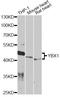 Y-Box Binding Protein 1 antibody, A7704, ABclonal Technology, Western Blot image 