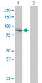 FPS antibody, LS-C197212, Lifespan Biosciences, Western Blot image 