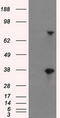 Butyrophilin Subfamily 3 Member A2 antibody, M08900, Boster Biological Technology, Western Blot image 