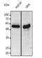 p53 antibody, orb334987, Biorbyt, Western Blot image 