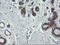 RNA Polymerase III Subunit C antibody, LS-C174149, Lifespan Biosciences, Immunohistochemistry paraffin image 