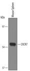 Atypical Chemokine Receptor 3 antibody, AF4227, R&D Systems, Western Blot image 
