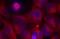 REL Proto-Oncogene, NF-KB Subunit antibody, AP09497PU-N, Origene, Immunofluorescence image 