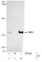 Structural Maintenance Of Chromosomes 3 antibody, PA5-29052, Invitrogen Antibodies, Immunoprecipitation image 
