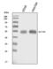 Solute Carrier Family 1 Member 3 antibody, PB9959, Boster Biological Technology, Western Blot image 