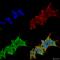 Leucine Rich Repeat Kinase 2 antibody, SMC-445D-RPE, StressMarq, Immunocytochemistry image 