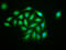 Kinesin Family Member 13B antibody, LS-C672178, Lifespan Biosciences, Immunofluorescence image 