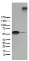 Semaphorin 3G antibody, TA811391, Origene, Western Blot image 