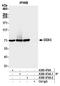 ATP-dependent RNA helicase DDX3X antibody, A300-474A, Bethyl Labs, Immunoprecipitation image 