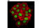 H2A Histone Family Member X antibody, 7631S, Cell Signaling Technology, Immunofluorescence image 