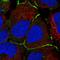 DnaJ Heat Shock Protein Family (Hsp40) Member C18 antibody, HPA060154, Atlas Antibodies, Immunofluorescence image 