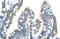 Ring Finger Protein 121 antibody, 29-850, ProSci, Immunohistochemistry frozen image 